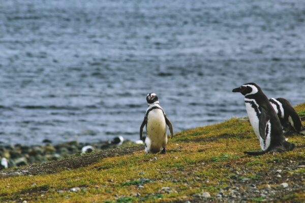 Caminata con Pingüinos en Isla Martillo - Imagen 9
