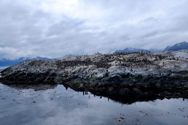 Caminata con Pingüinos en Isla Martillo - Imagen 17