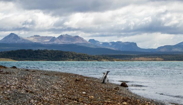 Caminata con Pingüinos en Isla Martillo - Imagen 10