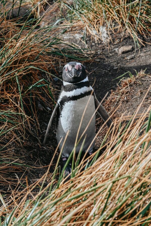 Caminata con Pingüinos en Isla Martillo - Imagen 4
