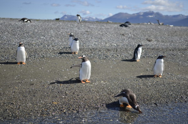 Caminata con Pingüinos en Isla Martillo - Imagen 6
