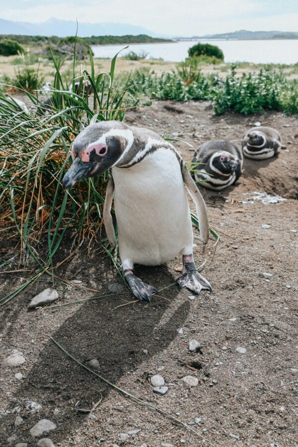 Caminata con Pingüinos en Isla Martillo - Imagen 13