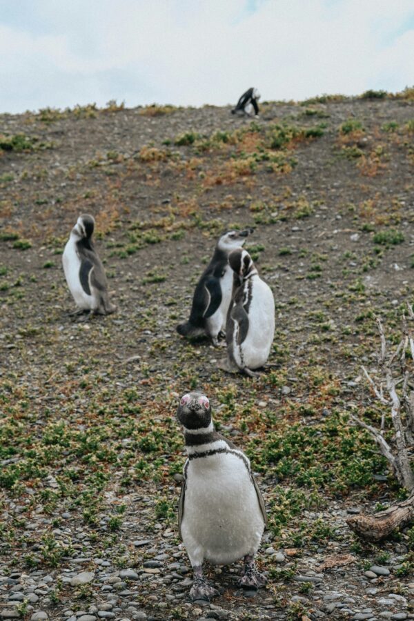 Caminata con Pingüinos en Isla Martillo - Imagen 7