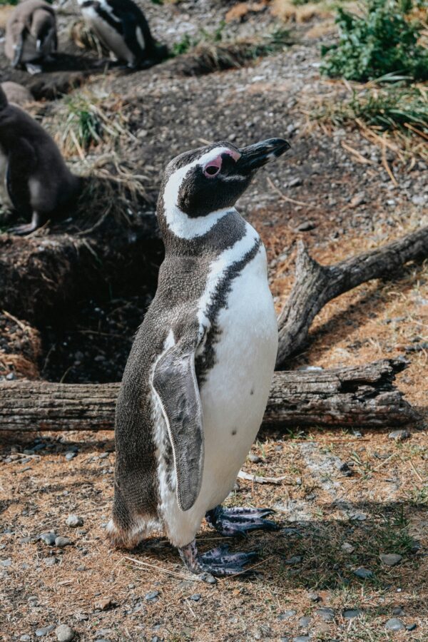 Caminata con Pingüinos en Isla Martillo - Imagen 8