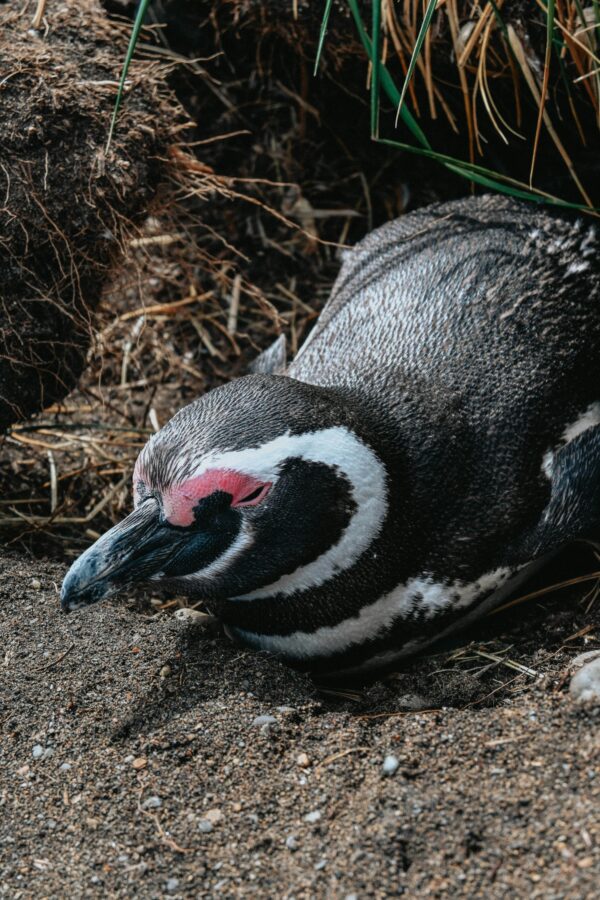 Caminata con Pingüinos en Isla Martillo - Imagen 15